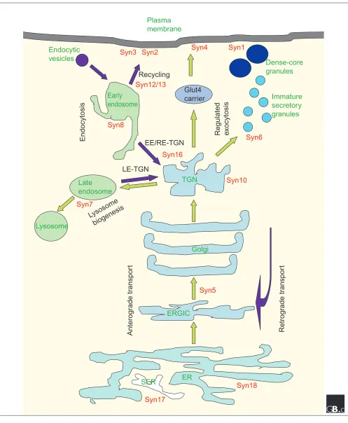 Figure 3 Subcellular localization of syntaxins (red) in a mammalian cell relative to the various membrane-bound compartments,anterograde and endocytotic/retrograde flow of traffic (green and purple arrows, respectively) and known membrane-transport steps (