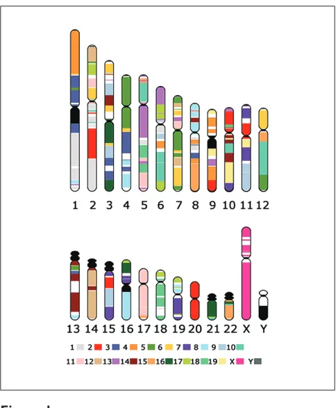 Figure 1Schematic representation of mouse radiation-hybrid mapsegments overlaid on the human genome sequence