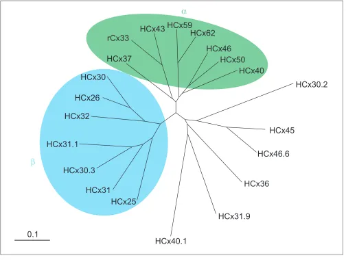 Figure 1A molecular phylogenetic tree for human connexin protein sequences (HCx) and rat connexin 33 (rCx33)