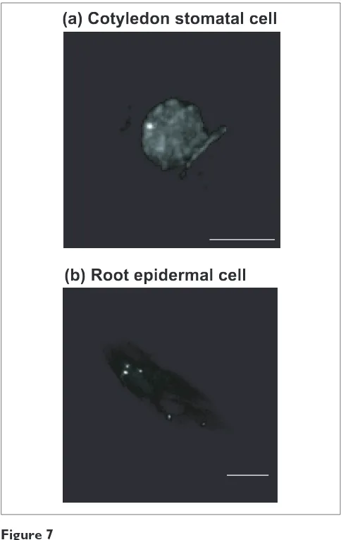 Figure 7Detection of tagged loci in different cell types. Homozygousepidermal cell from the seedlings are shown
