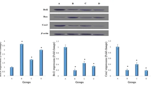 Figure 2. Western blot analyses of Bax, Bcl-2 and COX-2. A) Colon mucosa of the group exposed to AOM