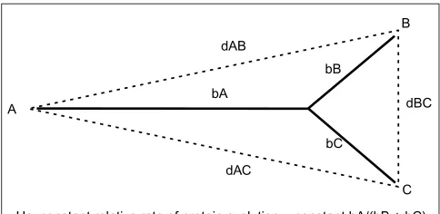 Figure 1Schematic of an orthologous protein phylogeny and the nullhypothesis (Ho) of a constant relative rate of proteinevolution