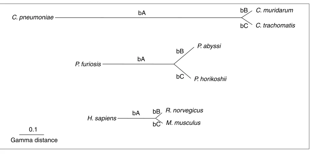 Figure 2Phylogenies of the three analyzed species groups. Branch lengths are the average of all branch lengths for a given speciesgroup