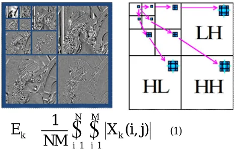 Fig. 2 Enhanced Fingerprints  Fig 3  Wavelet Decomposition 