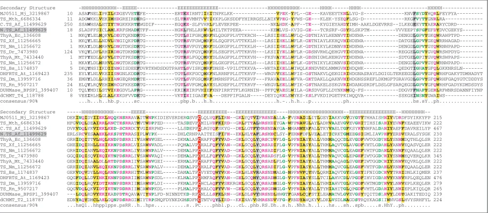 Figure 4 Multiple alignment of predicted archaeal thymidylate synthases (TS). The scheme for displaying multiple alignments is asdescribed in the legend to Figure 1
