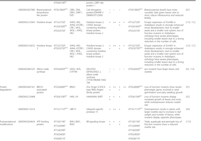 Table 4 Examples of genes for which expression levels are (anti-)correlated with leaf size-related traits (Continued)