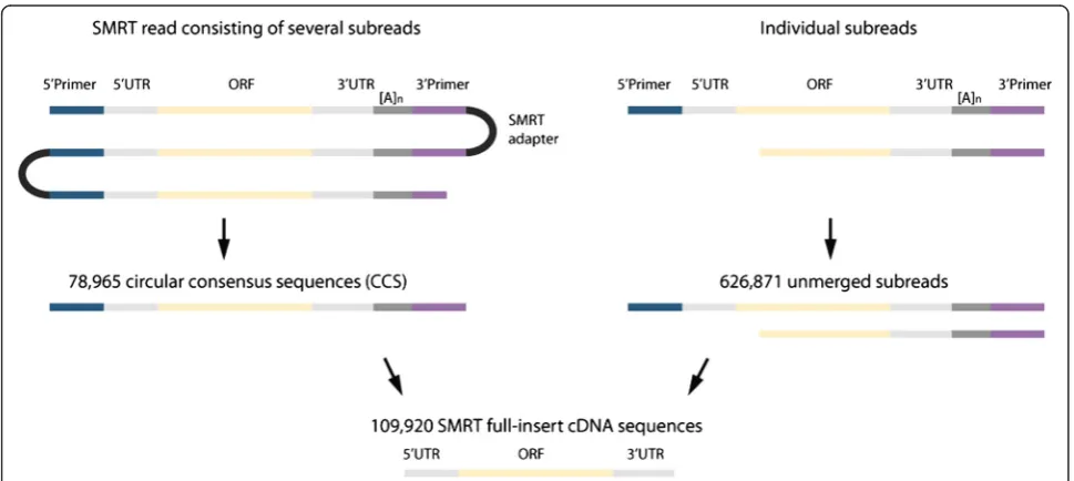 Fig. 1 Identification of full-insert cDNA sequences in SMRT sequencing data. Colors refer to the different types of sequences that can beencountered within the read data, that is 5’ and 3’ cDNA synthesis primers, PacBio SMRT library preparation adapter, an