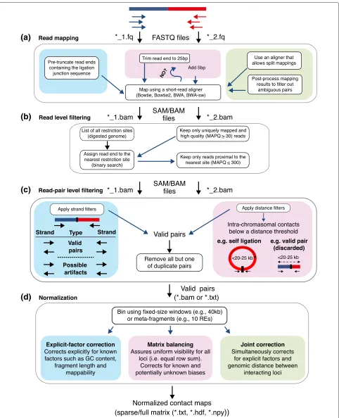 Fig. 1 Overview of Hi-C analysis pipelines. These pipelines start from raw reads and produce raw and normalized contact maps for further interpretation.The colored boxes represent alternative ways to accomplish a given step in the pipeline