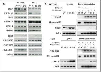 Figure 2. Kinase client signalling activity following CDC37 overexpression(a) Western blot showing phosphorylated ERK1/2, ERK2, phosphorylated MEK1/2, MEK1/2, phosphorylated RB (S795 and 780) and CYCLIN D1 expression in wildtype (WT), empty vector-transfec