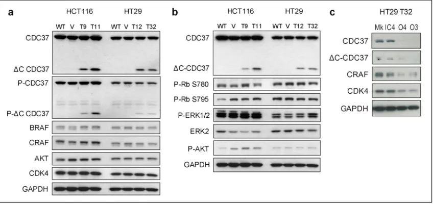 Figure 5. Kinase client expression and signalling activity in cells expressing ΔC-CDC37(a) Western blot showing kinase clients and phospho-S13-CDC37 expression in wildtype 