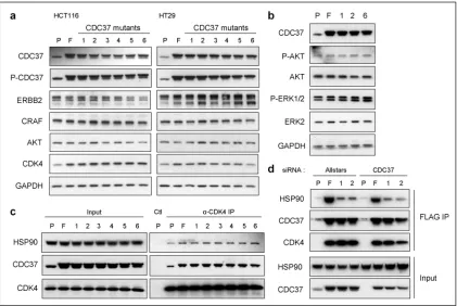 Figure 8. Kinase client expression, signaling activity and protein complexes following expression of CDC37 mutants(a) Kinase client and S13-phosphorylated-CDC37 expression in HCT116 and HT29 cells