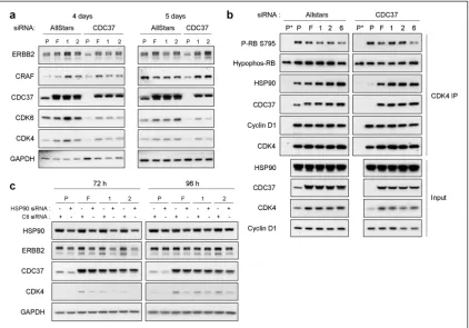 Figure 9. Rescue of wildtype CDC37 but not HSP90 function with CDC37 mutants(a) Expression of kinase clients after knockdown with CDC37 siRNA or Allstars negative 