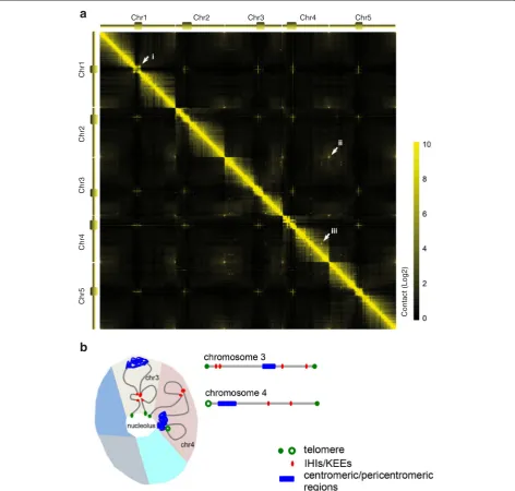 Fig. 1 Chromosome packing in interphase nuclei of Arabidopsis thaliana seedlings. a A genome-wide interaction map of A