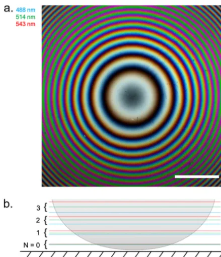 FIG 1 IRM image and schematic diagram of a planoconvex lens specimen. (a) Composite IRM imageacquired using wavelengths at 488 nm, 514 nm, and 543 nm, which are false colored as indicated