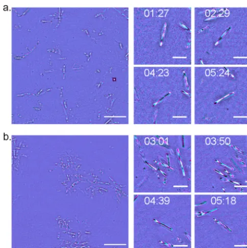FIG 3 IRM reveals axial movements along the cell body during gliding motility. (a) A single frame from