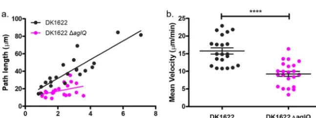 FIG 4 The interference fringe patterns of a gliding cell reveal the axial proﬁle of the cell