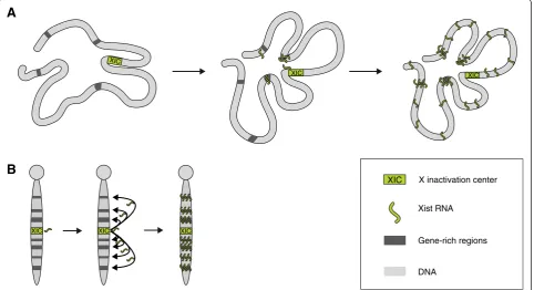 Fig. 1 Models of the localization and spreading of Xist. a Three-dimensional spreading model of Xist localization