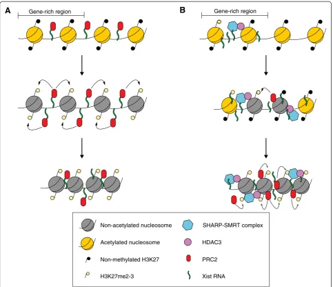 Fig. 2 Direct and indirect models of recruitment of PRC2 by Xist RNA.merase II). These changes might, in turn, recruit PRC1 or PRC2 and remodeler complexes (panel a In the direct model, Xist localization brings PRC2 onto the chromatin bydirect recruitment 