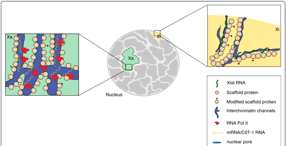 Fig. 4 A speculative model of Xist function. The central part of the diagram shows a nucleus, with the active (Xa) and the inactive (Xi)chromosomal territories highlighted in green and yellow, respectively (gray indicates the chromosomal territories of oth