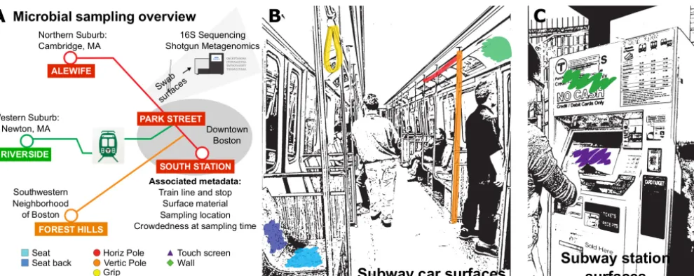 FIG 1 Collection of samples from MBTA trains and stations. (A) Microbial community samples were collected from the Massachusetts Bay transit systemin the metropolitan area of Boston, MA