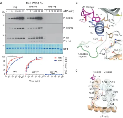 Figure 6. RET W717 Contributes to the Assembly of the JM Hinge and R-Spine(A) WB analysis of in vitro time-course autoP assay using RET JM661-KD WT and indicated mutants (190 min using the indicated antibodies