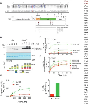 Figure 1. The JM Segment Enhances RET
