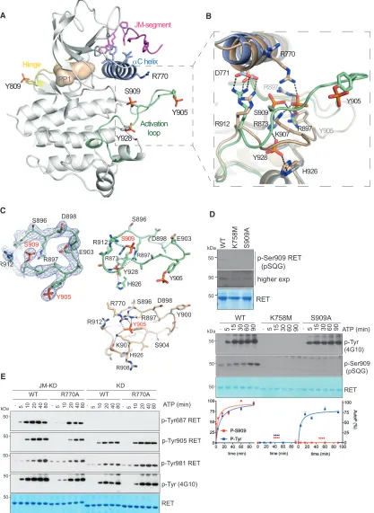 Figure 4. Crystallographic Identiﬁcation of an Unexpected Activation-Loop Phospho-S909 Reveals Intrinsic RET Dual-Speciﬁcity Activity(A) Cartoon representation of phosphorylated RET JM-KD structure bound to PP1 inhibitor