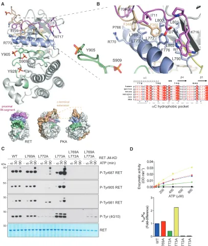 Figure 5. Structure-Function Analysis of RET apeptide at a ﬁxed concentration (4 mg/ml)