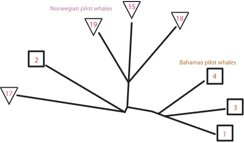 FIG. 7. (Color online) The phylogeny that was generated from the WhaleFM citizen scientist classiﬁcations of the calls of Norwegian (15,17,18,19)and Bahamas (1,2,3,4) pilot whales.