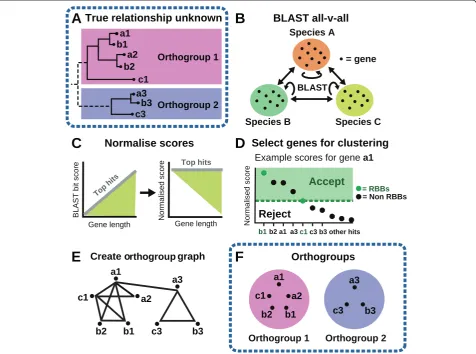 Fig. 7 Overview of the steps in the OrthoFinder algorithm for two example orthogroups of genes from three species
