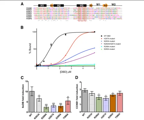 Fig. 1 Mutation of the FOXM1 DBD inhibits DNA binding.fluorescently-labeled (6FAM) dsDNA FKH consensus oligonucleotide upon addition of increasing concentrations of GST-FOXM1 WT or mutantDBD proteins