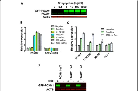 Fig. 2 Generation of inducible GFP-FOXM1 expressing HEK293 cell lines.mutant cell lines treated ± doxycycline (Dox) at 1 a Western blot showing induction of GFP-FOXM1B expression followingaddition of doxycycline for 24 h while levels of endogenous FOXM1 ar