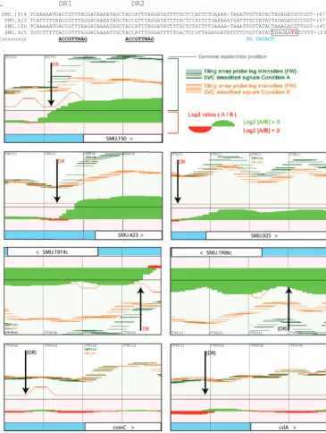 FIG 5 Putative regulatory sites at early and late CSP-induced loci. (A, top) Alignment of DNA sequences upstreamof clusters of early genes
