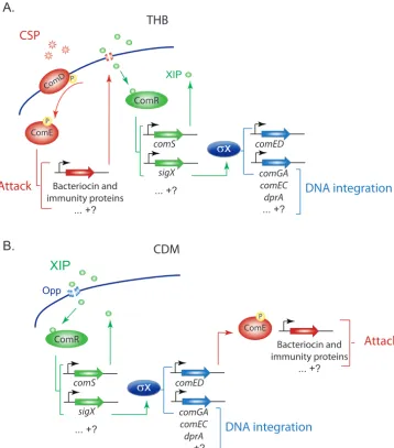 FIG 1 Competence regulatory networks inthe alternative sigma factorproduction of XIP andexpression in response to the pheromones are represented by question marks, and genes upregulated but notintegration (e.g.,comEDbinds to ComR, activating the expression
