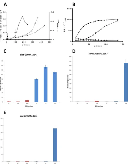 FIG 2 Effect of CSP18 on induction of competence and expression ofgrowth of cipB, sigX, comGA, and comEC during growth in TSB