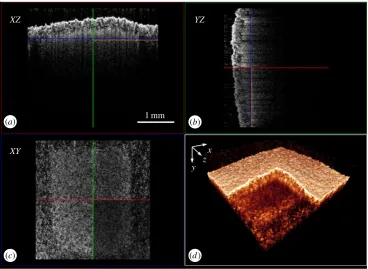 Figure 2. A typical 3D volumetric OCT structural image of a specimen with stark density variation: (plane view, (a) XZ-plane view, (b) YZ-c) XY-plane view and (d) 3D view with the top corner cropped