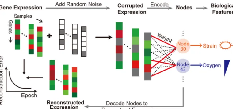 FIG 1 ADAGE model example. For one sample in the expression compendium (one column in the figure with red orgreen colors, representing expression values of various genes), random noise is first added to the expression value.The corrupted expression values 