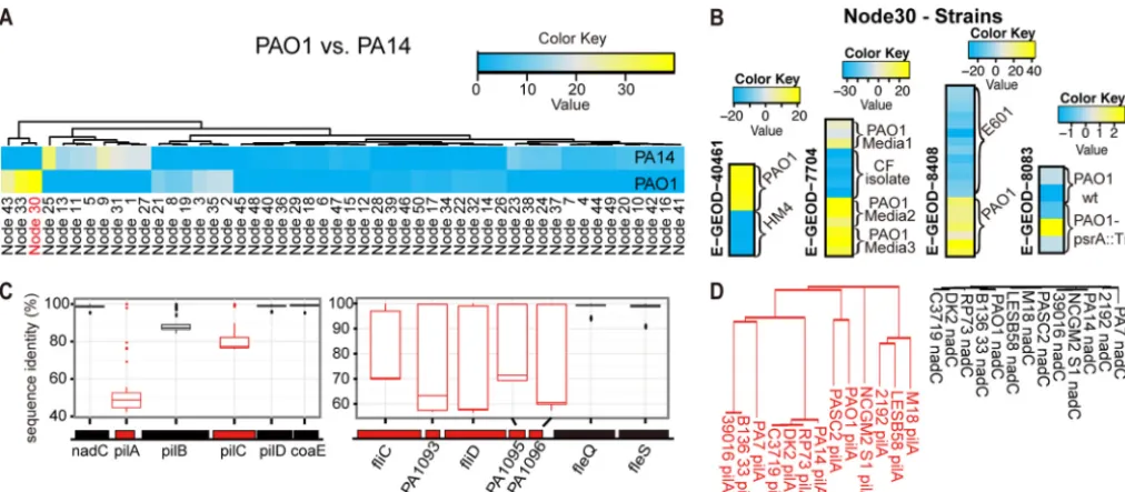 FIG 3 ADAGE extracted features that represented sequence differences between strains. (A) ADAGE node activity heat map analysis of the genomenode in each strain when the genome hybridization data were analyzed
