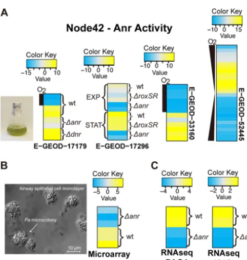 FIG 4Node 42 reflected Anr activity in both existing and new experiments. (A) Mean-centeredactivity heat maps of node 42 for four data sets for cells grown in liquid culture