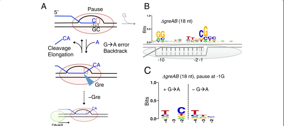 Fig. 7 Transcriptional pauses and errors frequently occur at CpG sequencesRNAP in the Ctwo groups for the PIE are shown: the left-side group represents reads containinghybrid are shown