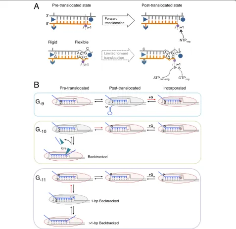 Fig. 8 Structural and kinetic models of transcription pausingwith the hybrid movement through the catalytic cleft of RNAP