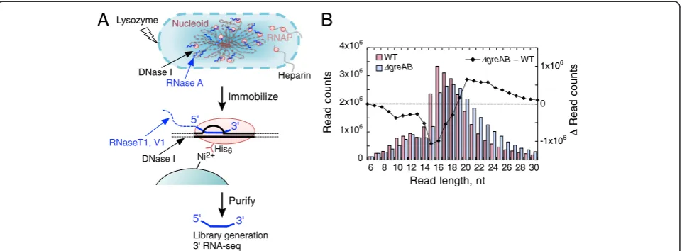 Fig. 1 RNET-seq, the read-length-specific NET-seq approach for the analysis of transcriptional pausing and errorsdistribution of read lengths between the WT andpreparation of the RNA samples for RNET-seq