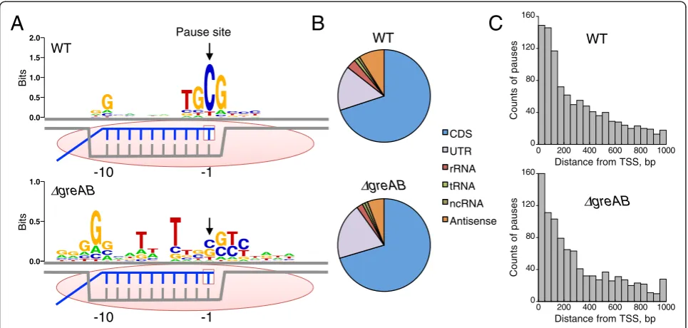Fig. 3 Transcription pausing detected by RNET-seq in E. coli WT and ΔgreAB cells. (a) Pause-inducing elements (PIEs) of the non-template DNAstrand