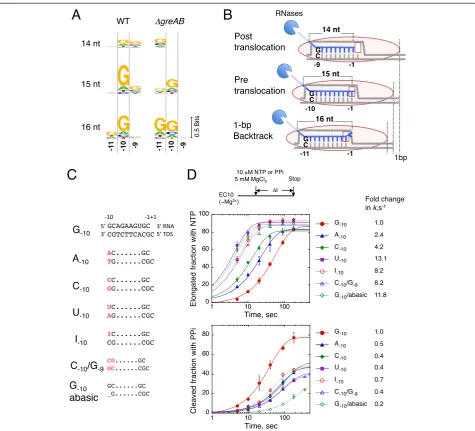 Fig. 5 The G-dC base pair at the 5single-length RNET-seq analysis for 14-, 15- or 16-nt reads from WT and′ end of the RNA-DNA hybrid interferes with RNAP translocation in vivo and in vitro