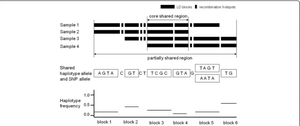 Figure 4 Detection of the haplotypes carrying the RET mutation. The RET mutation region spans 7 Mb in physical distance but only 1 cM ingenetic distance, which contains 17 LD blocks