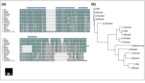 Figure 1Alignment and relationships of the 16 known synuclein sequences. There are about 80 synuclein sequences in GenBank [1], which can be further sortedinto 16 unique groups, each representing a single protein-coding sequence orthologous to one of the t