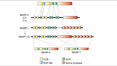 Figure 1 The domain structure and gene organization of the MASP/C1r/C1s serine protease family