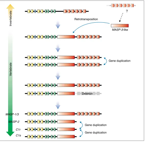 Figure 2 A proposal for the evolution of the MASP-1/3, MASP-2, C1r and C1s genes. Colors are as in Figure 1