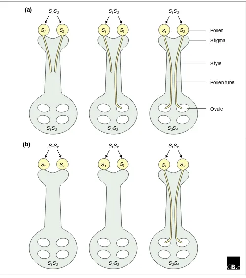 Figure 1Genetic control of self-incompatibility (SI). When allelic forms (haplotypes) of the phenotype of the pollen is determined by its own haploid genome, and the growing pollen tubes are usually inhibited in the style (the and female parent plants and 