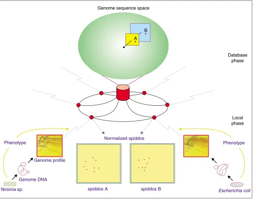 Figure 5On-web genome profiling. The overall procedures to tentatively identify species by genotype only (genome profiling) are shown